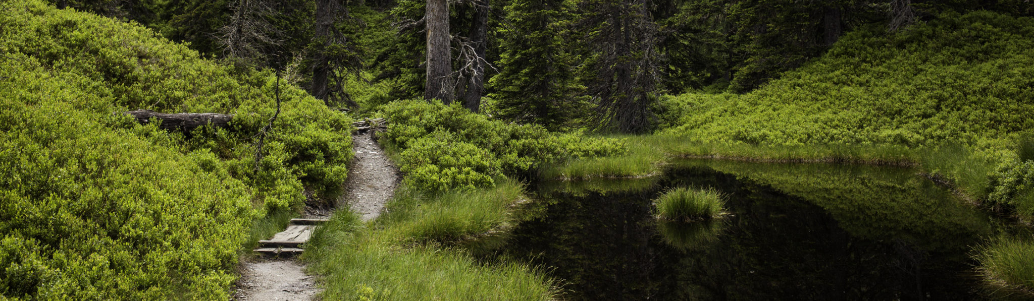 raurisertal_lehrpfad_rauriser_urwald_c_tvb_rauris_fotograf_florian_bachmeier